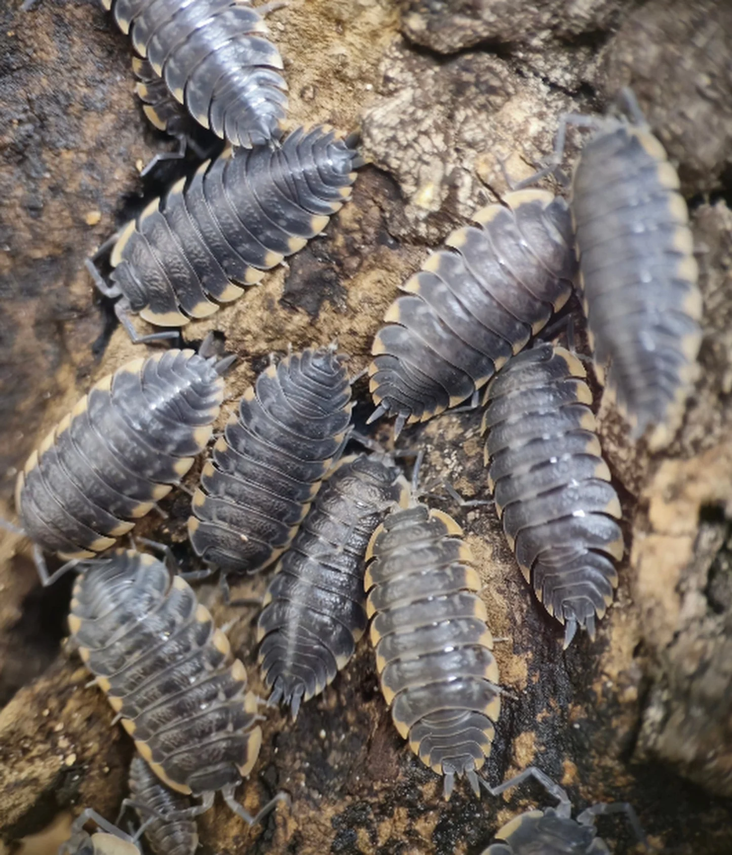 isopods and springtails for sale