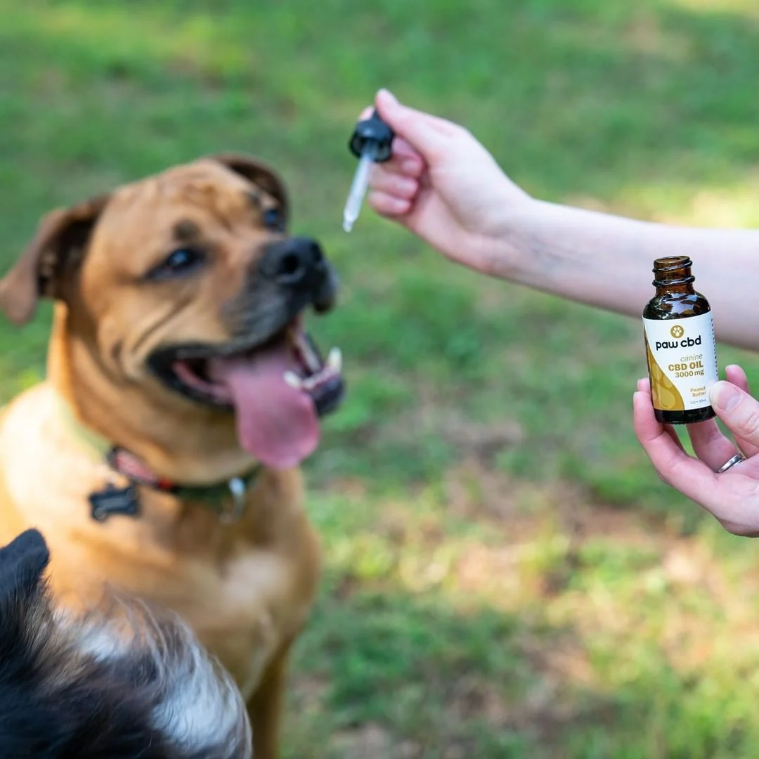 cbd oil for pets